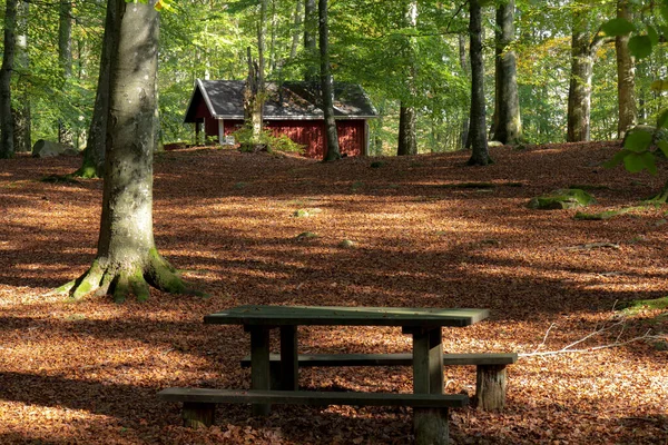 Eine Bank Steht Leer Einem Herbstlichen Wald Nationalpark Soderasen Südschweden — Stockfoto
