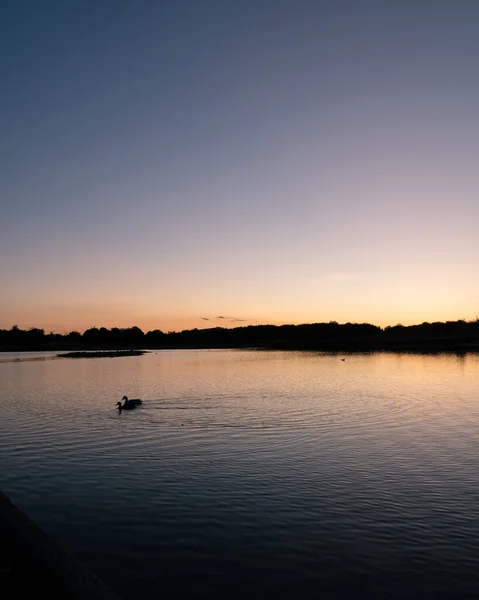 Dois Patos Estão Nadando Enquanto Sol Primavera Põe Sobre Lago — Fotografia de Stock