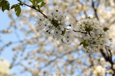 Beyaz narin çiçeklerden oluşan bir dal, kiraz ya da elma çiçeği gibi, açık bir bahar gününde, arka planda mavi gökyüzü ve bokeh etkisi ile