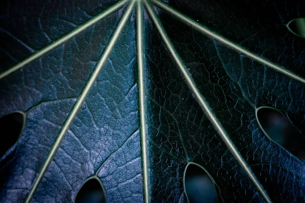 Una Vista Cercana Una Hoja Verde Oscura Texturizada —  Fotos de Stock