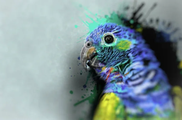 Olajtechnikával Digitálisan Kezelt Papagájfotó — Stock Fotó