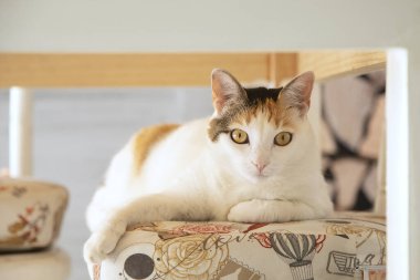 Üç renkli beyaz kedi, sarı gözlü, klasik yemek odası koltuğunda kameraya bakıyor.