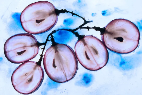 Translucent slice of red grape fruit — Stock Photo, Image