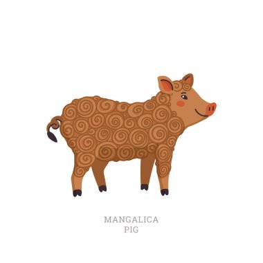 Rare animals collection. Mangalica pig. Pig breed having a long curly coat like a sheep. Flat style vector illustration isolated on white background.