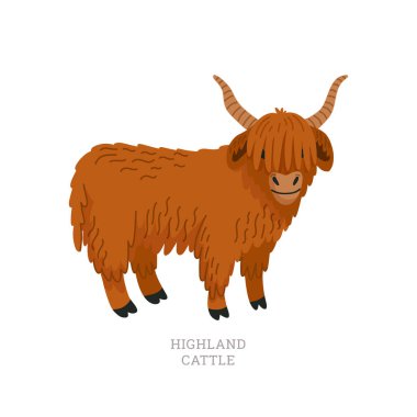 Nadir hayvan koleksiyonu. İskoçya sığırları. İskoç cinsi uzun saçlı sığırlar. Düz biçim vektör çizimi beyaz arkaplanda izole edildi