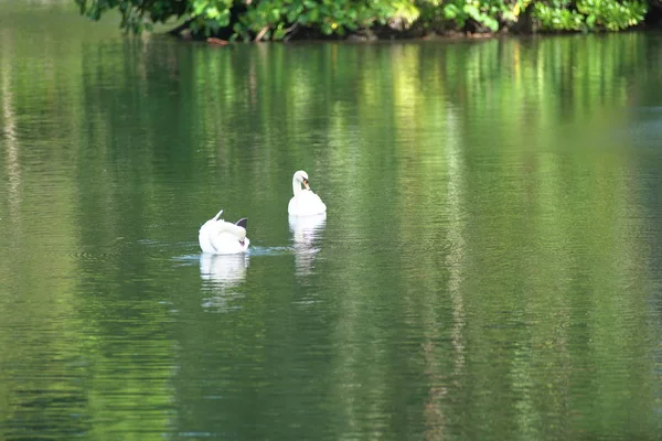 Cigno Bianco Nel Lago — Foto Stock