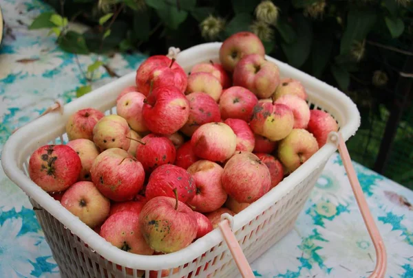 Sklizeň Zahradních Jablek Plastovém Koši — Stock fotografie