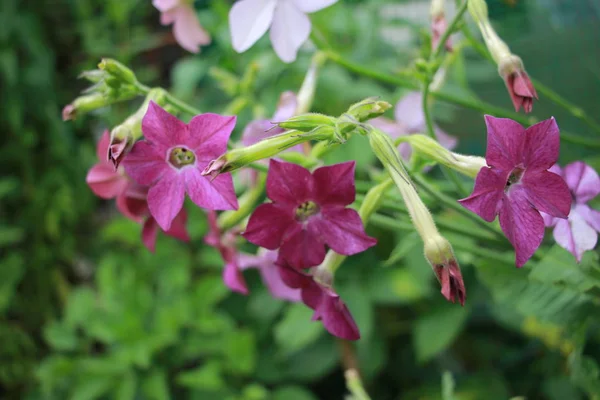 Tobak Doftande Blommor Närbild — Stockfoto