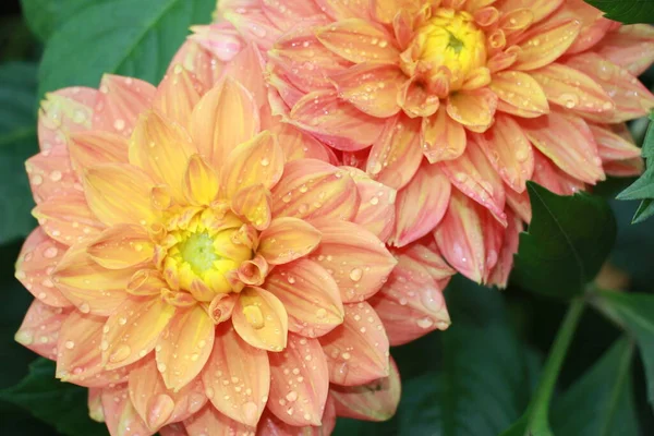Χρυσάνθεμο Λουλούδια Μετά Βροχή Closeup Στον Κήπο — Φωτογραφία Αρχείου