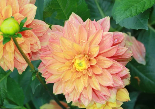 Chrysanthème Fleurs Après Pluie Gros Plan Dans Jardin — Photo