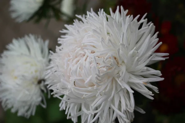 Blanco Asters Jardín Cerca —  Fotos de Stock