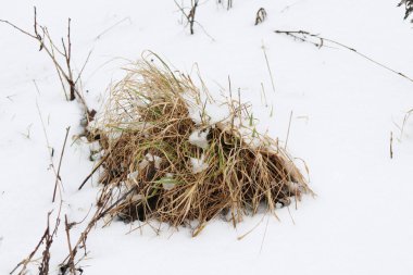 Kışın kuru kar çimleri kapanıyor.