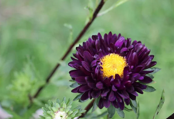 Kwiaty Astra Ogrodzie Bliska — Zdjęcie stockowe