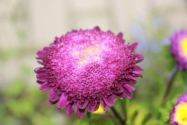 Fleurs Astra Dans Jardin Close — Photo