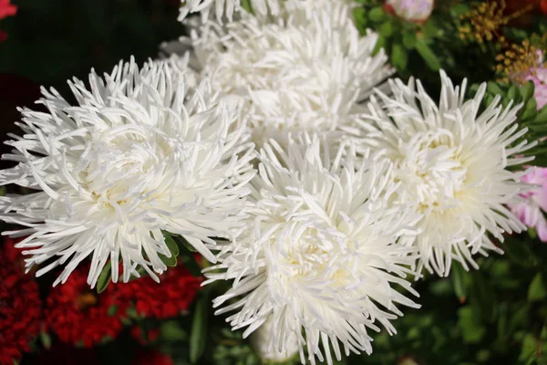 Fleurs Astra Dans Jardin Close — Photo