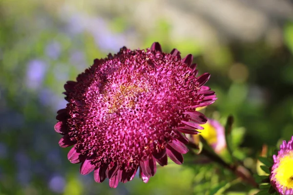 Flowers Astra Garden Close — Stock Photo, Image