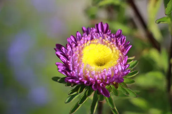 Bahçedeki Astra Çiçeklerini Kapat — Stok fotoğraf