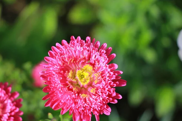 Fleurs Astra Dans Jardin Close — Photo