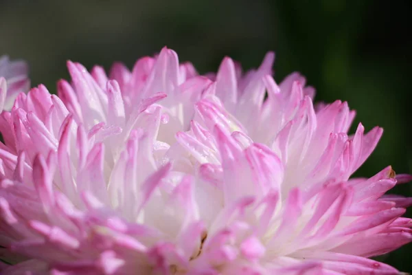 Fleurs Astra Dans Jardin Close — Photo