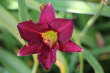 Bahçedeki çiçekleri kapatın.