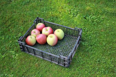 Bahçedeki büyük kırmızı elmaları topluyorum.