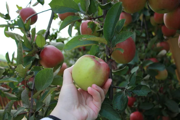 harvesting big red apples in the garden