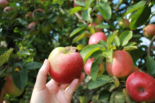 Ernte Großer Roter Äpfel Garten — Stockfoto