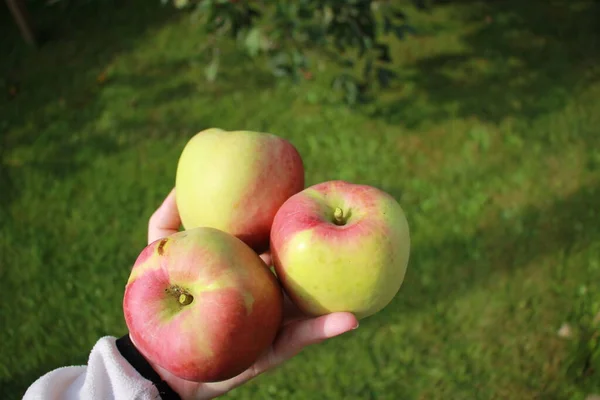 Ernte Großer Roter Äpfel Garten — Stockfoto