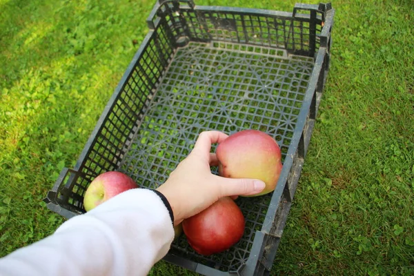 Ernte Großer Roter Äpfel Garten — Stockfoto