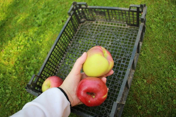 harvesting big red apples in the garden