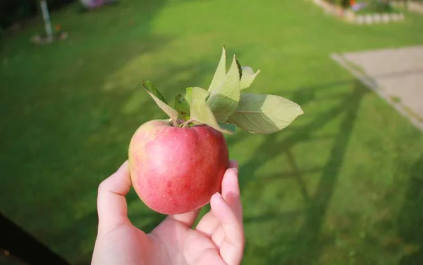 harvesting big red apples in the garden