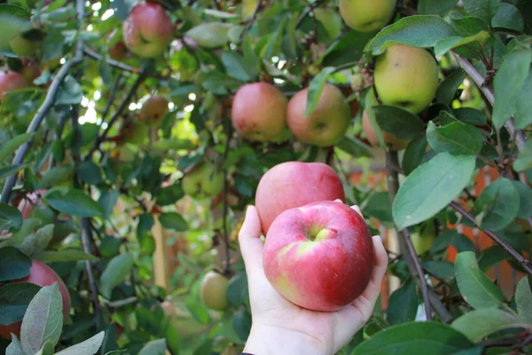 harvesting big red apples in the garden