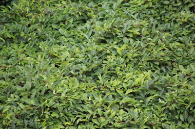 Yaşayan bitkilerin yeşil ve kırmızı arkaplanı