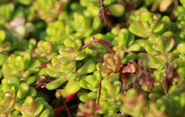 Yaşayan bitkilerin yeşil ve kırmızı arkaplanı