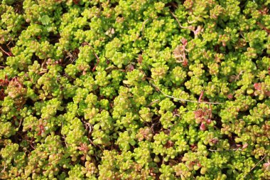 Yaşayan bitkilerin yeşil ve kırmızı arkaplanı