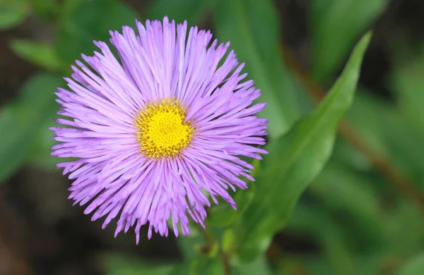 Blüten Von Aster Alpine Garten — Stockfoto