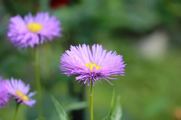 Virágok Aster Alpine Kertben — Stock Fotó