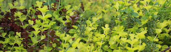 Groene Rode Achtergrond Van Levende Planten Close — Stockfoto