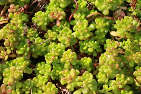 Groene Rode Achtergrond Van Levende Planten Close — Stockfoto