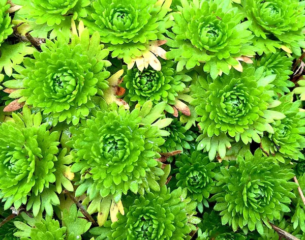 Groene Rode Achtergrond Van Levende Planten Close — Stockfoto