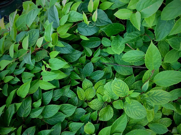 緑と赤の植物の背景が近くにあり — ストック写真