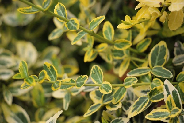 Groene Rode Achtergrond Van Levende Planten Close — Stockfoto