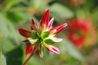 Yaşayan bitkilerin yeşil arkaplanı