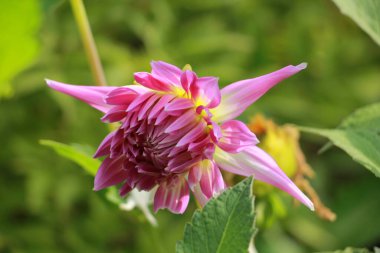 Bahçedeki çiçekleri kapat.