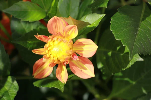 Dahlia Flor Jardim Perto — Fotografia de Stock