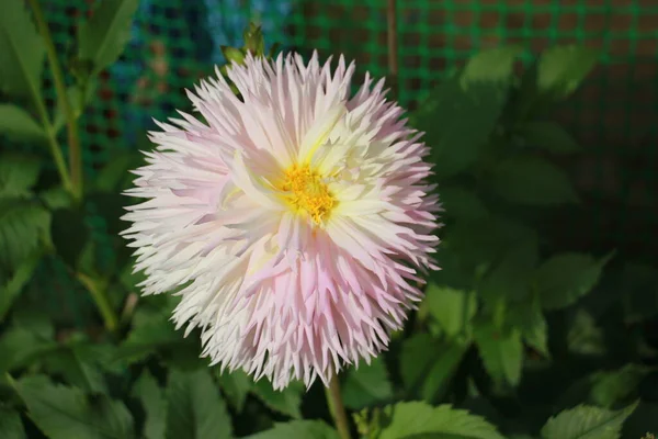 Dahlia Fleur Dans Jardin Gros Plan — Photo