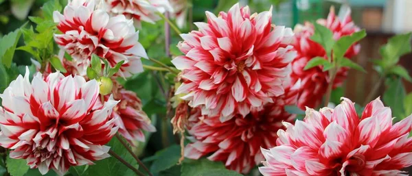 Dahlia Fleur Dans Jardin Gros Plan — Photo