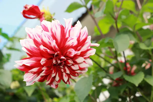Dahlia Λουλούδι Στον Κήπο Από Κοντά — Φωτογραφία Αρχείου