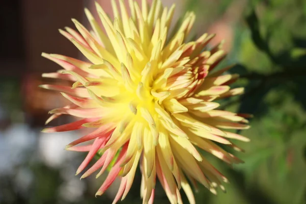 Dahlia Flower Garden Close — Stock Photo, Image