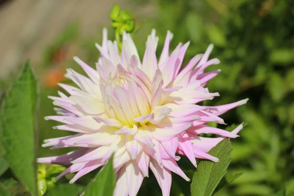 Dahlia Fleur Dans Jardin Gros Plan — Photo